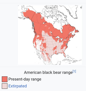 Bear: Footprint Adult Black Bear Footprint #1 Cast Replica