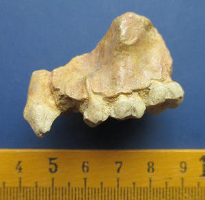 Ramapithecus wickeri replica /cast from jaw, Miocene, Fort Ternan,  Kenya Hominid skull cast replicas