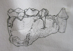 Ramapithecus wickeri replica /cast from jaw, Miocene, Fort Ternan,  Kenya Hominid skull cast replicas