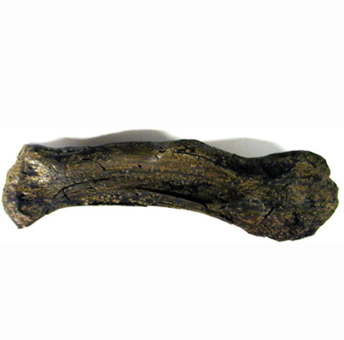 T.rex Humerus Cast Replica Hank the T-Rex Trex Tyrannosaurus rex
