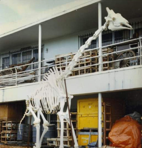 Giraffe 14 ft tall female giraffe skeleton