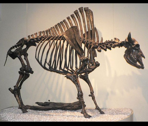 Bison antiquus fossil skeleton for sale