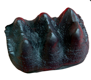 Mastodon small Tooth cast replica #3 Pleistocene. Ice Age