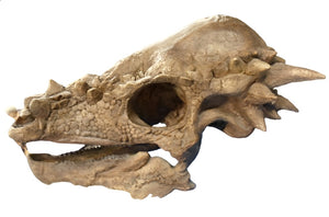 Pachycephalosaurus skull cast replica