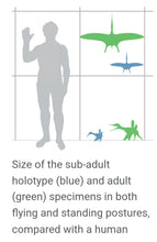Load image into Gallery viewer, Pterosaur Pterodactylus Replica Reproduction (Pterosaur #1)