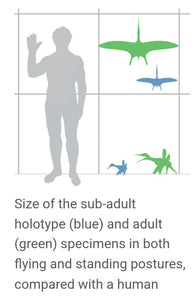 Pterosaur Pterodactylus Replica Reproduction (Pterosaur #1)