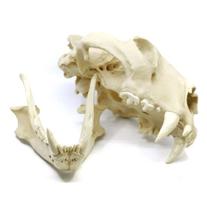 Lion: African Lion Skull Male Bone Clones BC-054 Updated 2025