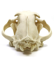 Load image into Gallery viewer, Lion: African Lion Skull Male Bone Clones BC-054 Updated 2025