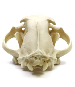 Lion: African Lion Skull Male Bone Clones BC-054 Updated 2025