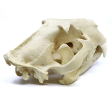 Load image into Gallery viewer, Lion: African Lion Skull Male Bone Clones BC-054 Updated 2025