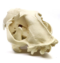 Load image into Gallery viewer, Lion: African Lion Skull Male Bone Clones BC-054 Updated 2025