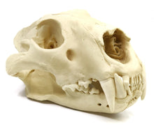 Load image into Gallery viewer, Lion: African Lion Skull Male Bone Clones BC-054 Updated 2025