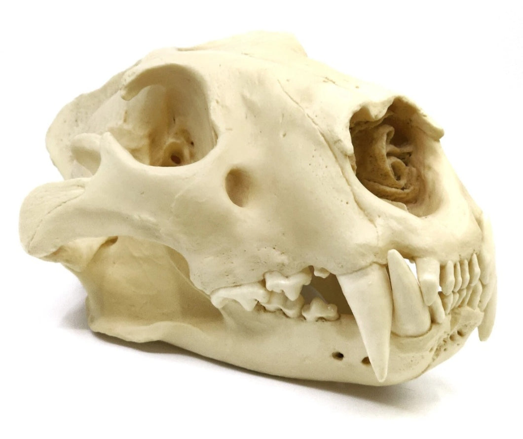 Lion: African Lion Skull Male Bone Clones BC-054 Updated 2025