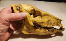 Cargar imagen en el visor de la galería, Mesohippus skull cast replica. Mesohippus fossil horse cast replica