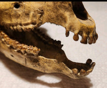 Cargar imagen en el visor de la galería, Mesohippus skull cast replica. Mesohippus fossil horse cast replica