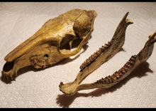 Cargar imagen en el visor de la galería, Mesohippus skull cast replica. Mesohippus fossil horse cast replica