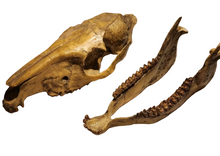 Load image into Gallery viewer, Mesohippus skull cast replica. Mesohippus fossil horse cast replica