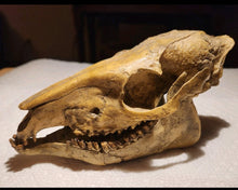 Cargar imagen en el visor de la galería, Mesohippus skull cast replica. Mesohippus fossil horse cast replica