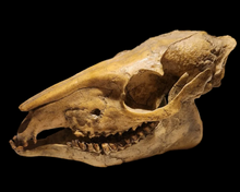 Load image into Gallery viewer, Mesohippus skull cast replica. Mesohippus fossil horse cast replica
