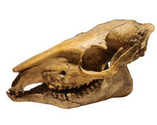 Load image into Gallery viewer, Mesohippus skull cast replica. Mesohippus fossil horse cast replica