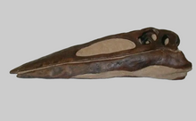 Load image into Gallery viewer, Quetzalcoatlus
Pterodactyloid Pterosaur