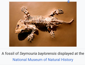 Seymouria skeleton fossil cast replica