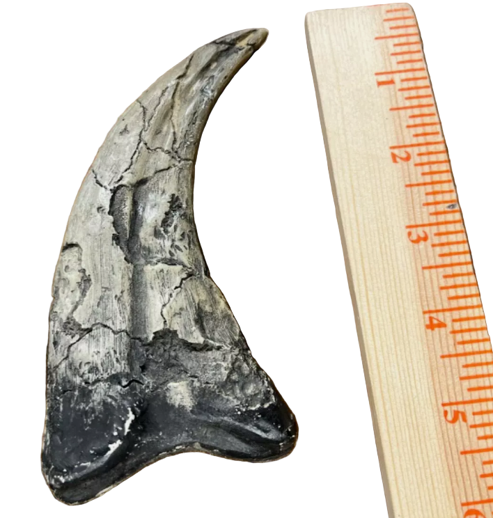 Utahraptor Claw Dinosaur Dromaeosauridae Raptor claw cast replica