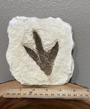 Charger l&#39;image dans la galerie, Theropod Dinosaur Footprint Track #4 Fossil Grallator Quality Collectible Dinosaur track cast replica