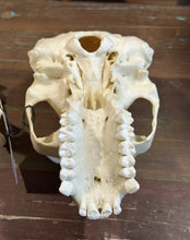 画像をギャラリービューアに読み込む, Lowland Gorilla Female Skull cast replica BC-035 (1/26)