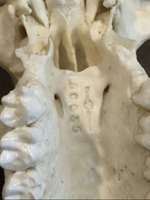 画像をギャラリービューアに読み込む, Lowland Gorilla Female Skull cast replica BC-035 (1/26)