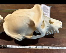 画像をギャラリービューアに読み込む, Lowland Gorilla Female Skull cast replica BC-035 (1/26)