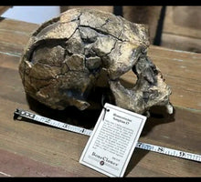 Load image into Gallery viewer, Homo erectus Sangiran 17 Skull Model cranium replica Full-size cast (Updated 2024)