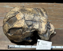 Load image into Gallery viewer, Homo erectus Sangiran 17 Skull Model cranium replica Full-size cast (Updated 2024)