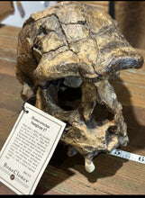 Load image into Gallery viewer, Homo erectus Sangiran 17 Skull Model cranium replica Full-size cast (Updated 2024)