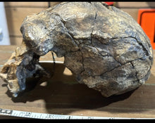 Load image into Gallery viewer, Homo erectus Sangiran 17 Skull Model cranium replica Full-size cast (Updated 2024)