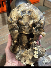 Load image into Gallery viewer, Homo erectus Sangiran 17 Skull Model cranium replica Full-size cast (Updated 2024)