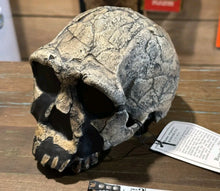 画像をギャラリービューアに読み込む, KNM-ER 1813

Homo habilis cast replica (skull only) Updated 2023