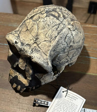 画像をギャラリービューアに読み込む, KNM-ER 1813

Homo habilis cast replica (skull only) Updated 2023