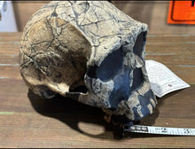 画像をギャラリービューアに読み込む, KNM-ER 1813

Homo habilis cast replica (skull only) Updated 2023