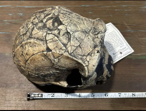 KNM-ER 1813

Homo habilis cast replica (skull only) Updated 2023