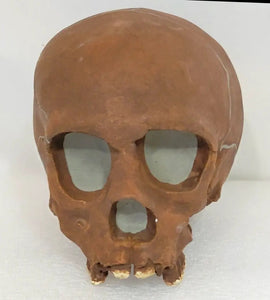 La Quina Neanderthal Child Hominid skull cast replicas