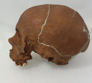 La Quina Neanderthal Child Hominid skull cast replicas