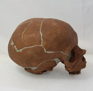 La Quina Neanderthal Child Hominid skull cast replicas