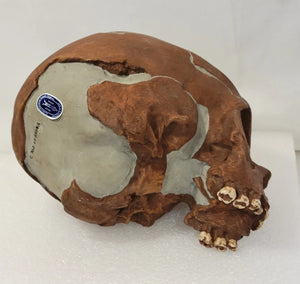 La Quina Neanderthal Child Hominid skull cast replicas