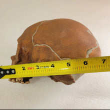 Load image into Gallery viewer, La Quina Neanderthal Child Hominid skull cast replicas