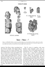 Laden Sie das Bild in den Galerie-Viewer, Mandibular dentition of Australopithecus anamensis Resin Cast replica