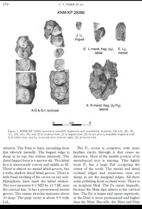 Mandibular dentition of Australopithecus anamensis Resin Cast replica