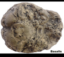 Laden Sie das Bild in den Galerie-Viewer, Neanderthal Endocast of brain of Homo neanderthalensis Resin Cast replica