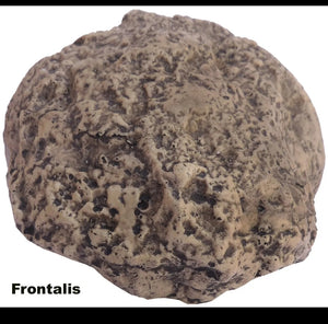 Neanderthal Endocast of brain of Homo neanderthalensis Resin Cast replica