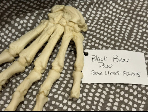 Black Bear front Paw cast replica